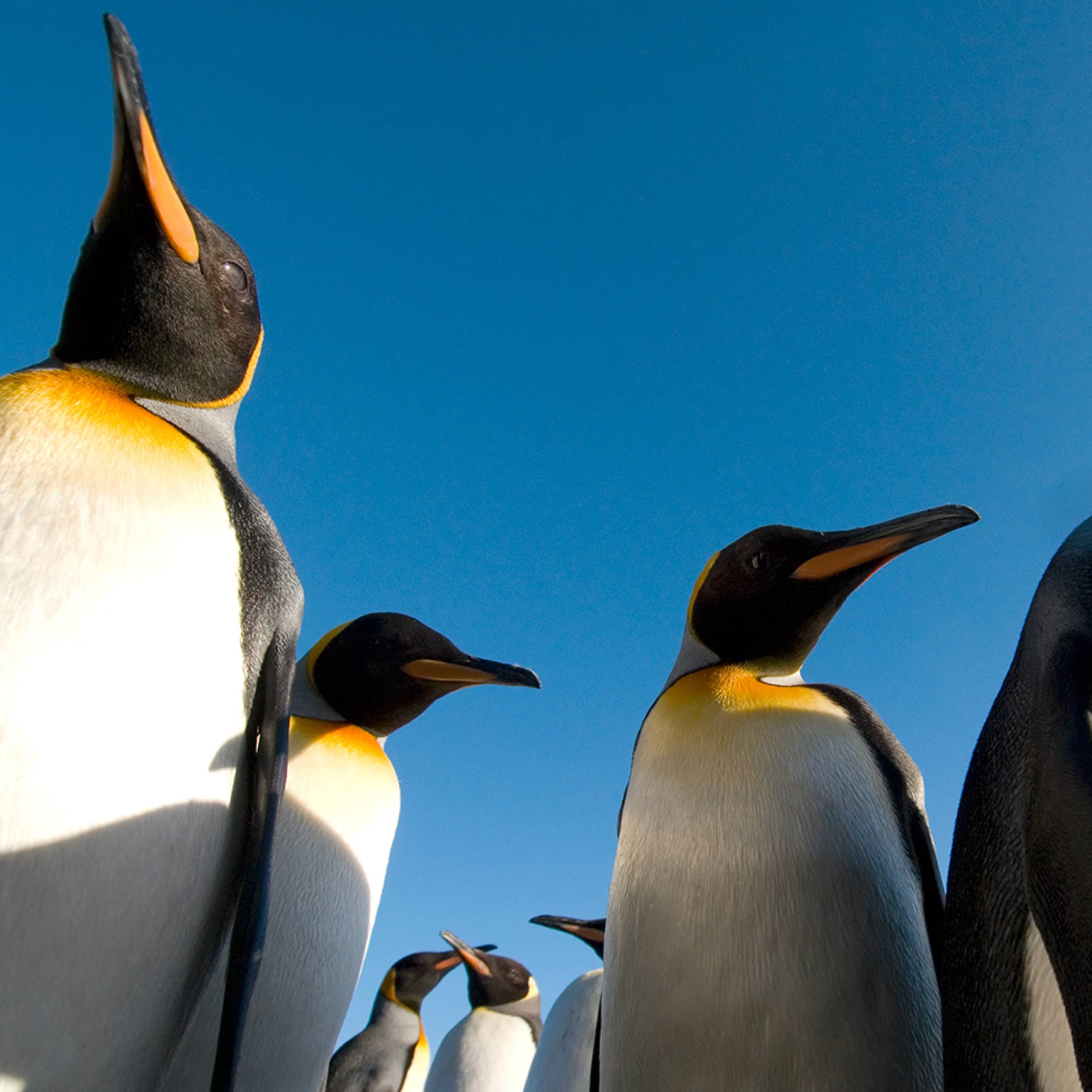 Group of emperor penguins standing together, viewed from below against a clear blue sky.